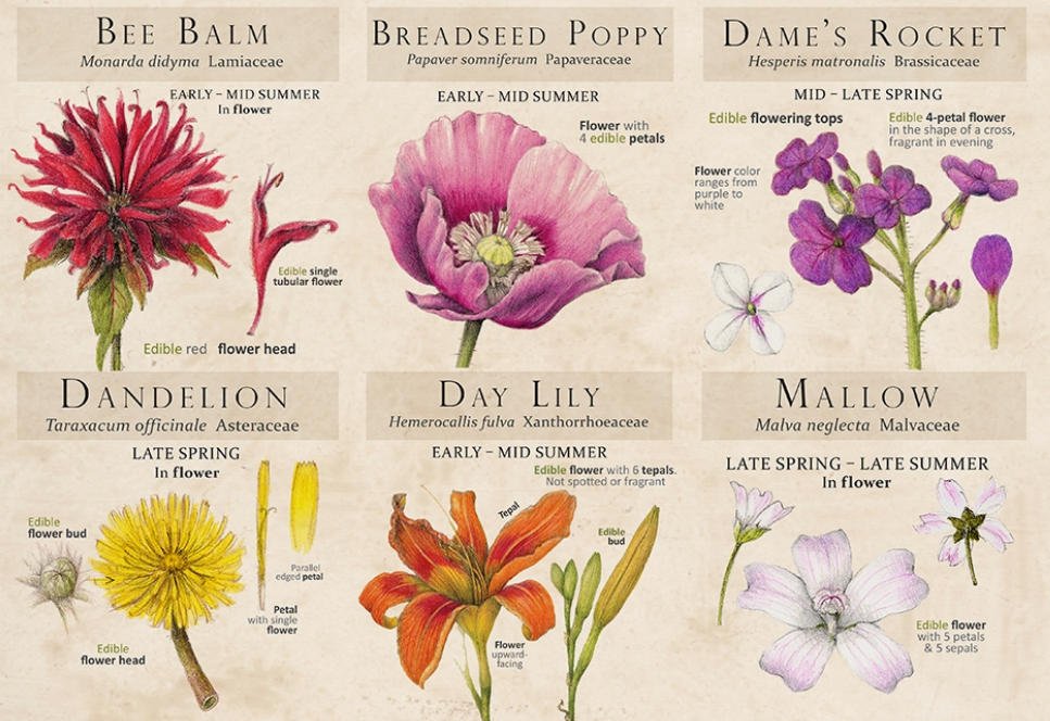 Botanical Arts Press LLC Copyrights Cover