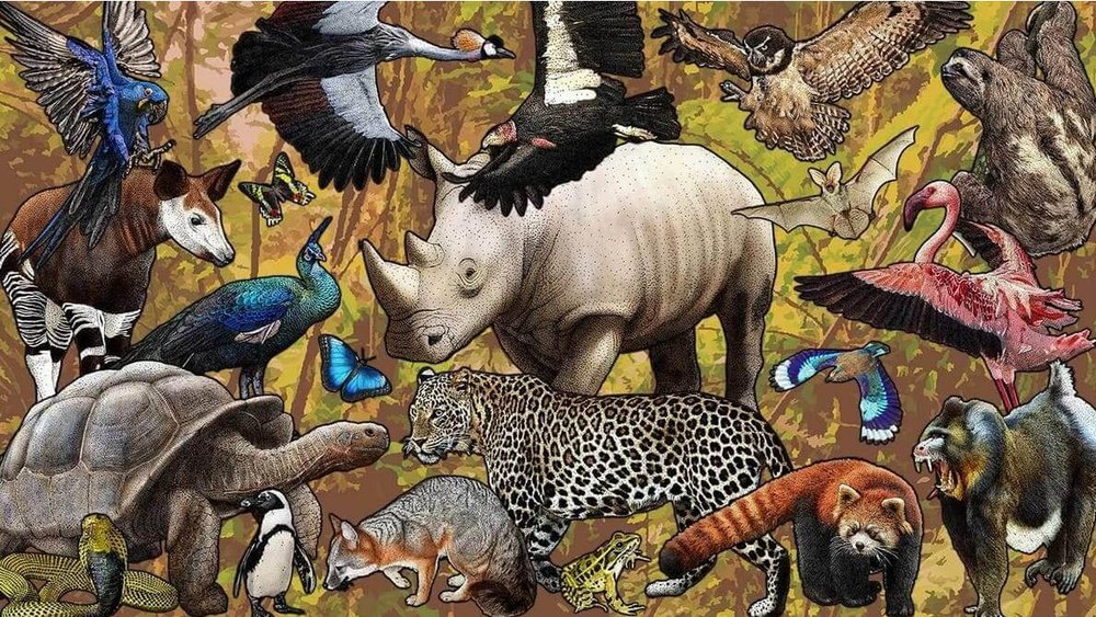 Roger Hall Copyrights Cover